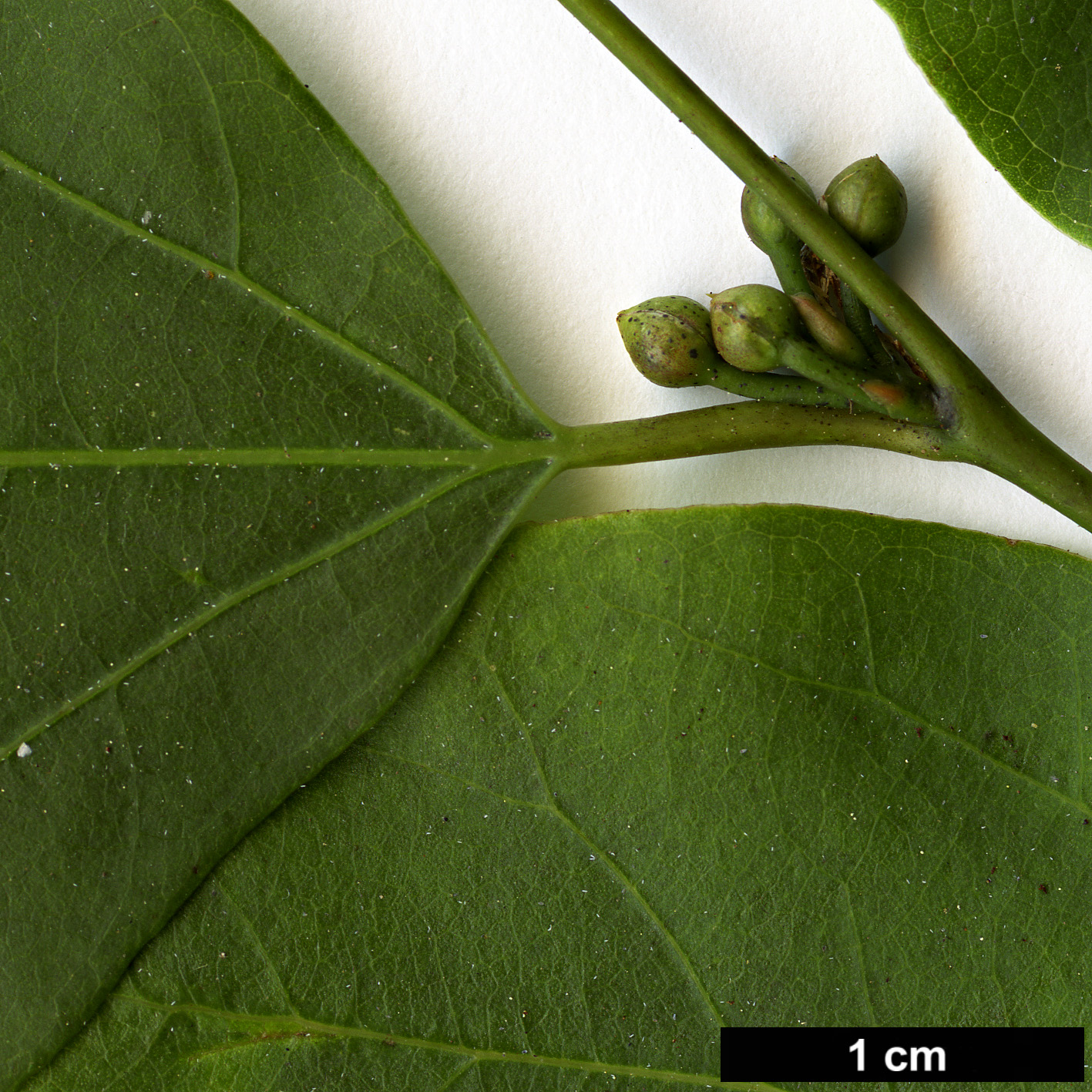 High resolution image: Family: Lauraceae - Genus: Lindera - Taxon: neesiana